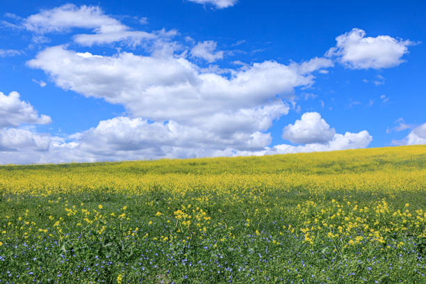 Agricultural fields in Idaho