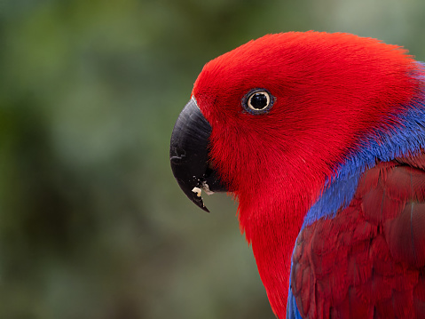 Eclectus Parrot found in Australia. Close up of the side of a red parrot's face. Beautiful Eclectus Parrot bird.