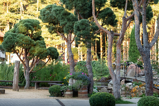 An example of landscape design with pine, tuja and juniper for a home garden plot in a garden shop in the open air.