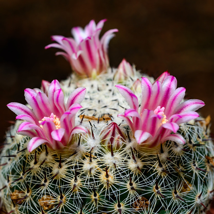 Mammillaria sp., close-up of a cactus blooming with pink flowers in spring