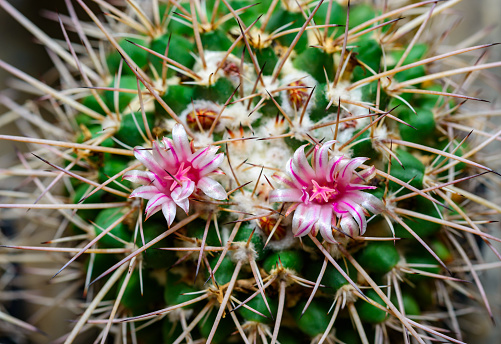 Mammillaria sp., close-up of a cactus blooming with pink flowers in spring