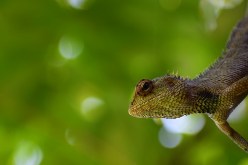 Lizard in green background