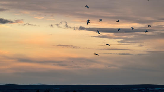 Sunrise in Southern Idaho with the Snow Geese migration