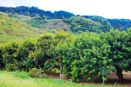 Mango tree plantations in north Thailand in area around Pang Kha in north Thailand with Royal Development Center and coffee plantations in mountains around Phayao