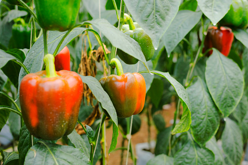 Two ripe red bell peppers in a greenhouse