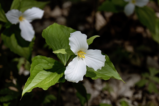 Large White Trillium (Trillium grandiflorum) is one of the most well-known woodland spring flowers in the United States. Spring  lovely white flowers with three ruffled petals.