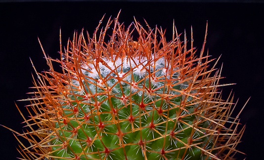 Mammillaria sp. - spiny cactus with long spines in botanical collection