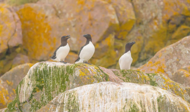 istock Razorbills At Witless Bay Ecological Reserve 2149548685