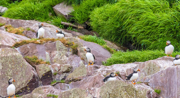 istock Puffins At Witless Bay Ecological Reserve 2149548719