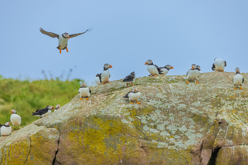 A group of  puffins on rocks covered with lichens at the Witless Bay Ecological Reserve.