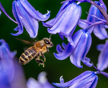 A western honeybee flying between lavender flowers.