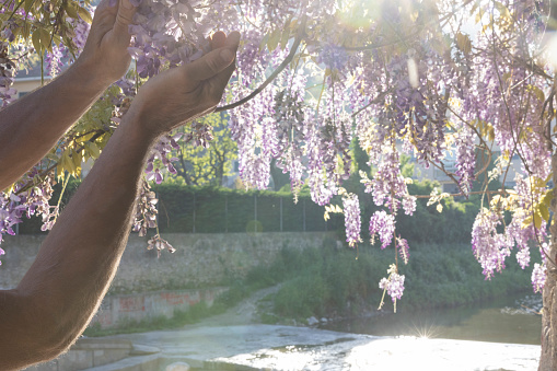 Hands reach up into Wisteria blossoms along riverbank in springtime, Liguria