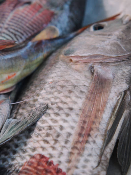 istock fresh tilapia in thai market 2149549136