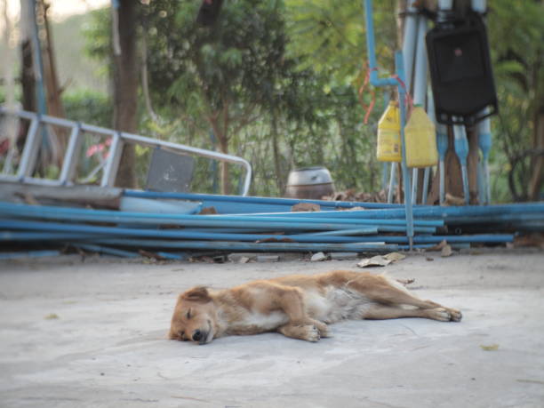 istock homeless brown dog 2149549588