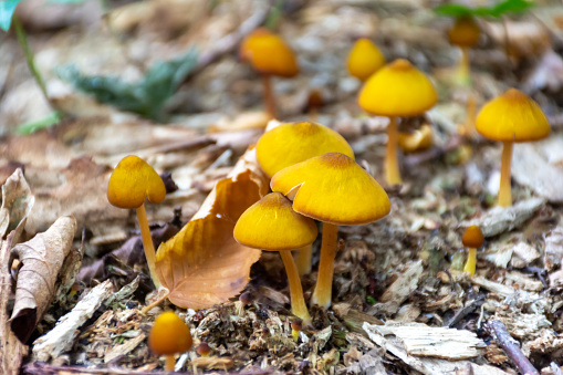 A cluster of yellow mushrooms thrives on the forest floor, showcasing natures diverse plant organisms and the adaptation of terrestrial plants in their natural environment