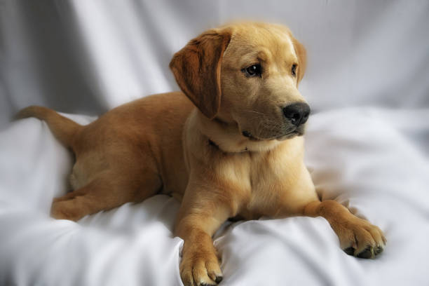 Golden retriever yellow lab mix puppy laying on fluffy white bed