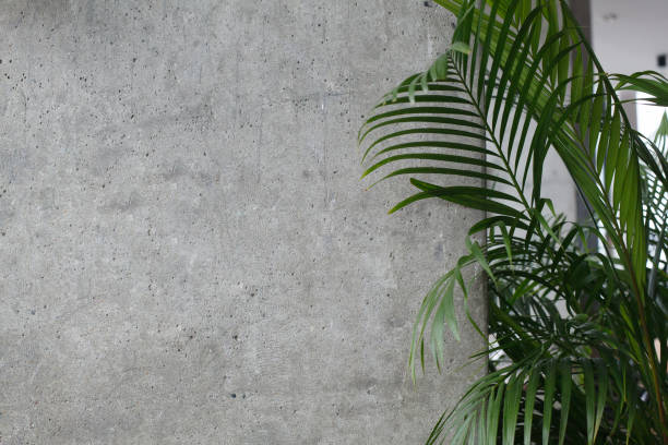 istock Gray stucco wall background with green palm leaves 2149550086