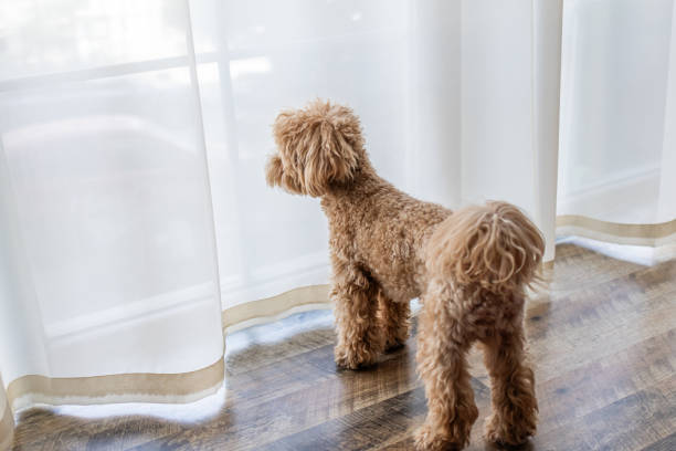 istock Cute fluffy maltipoo toy poodle is looking out the window. 2149550173