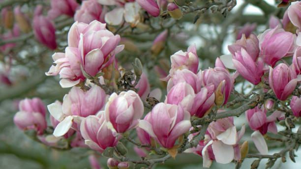 istock Beautiful Spring Tulip-Magnolia tree- Howard County, Indiana 2149550990