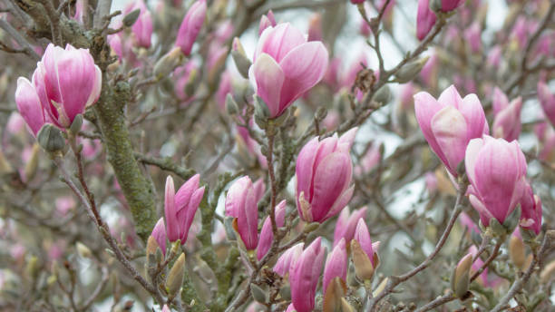 istock Beautiful Spring Tulip-Magnolia tree- Howard County, Indiana 2149551006
