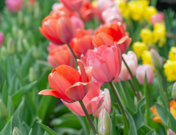 istock Beautiful Spring Tulips-Howard County, Indiana 2149551055
