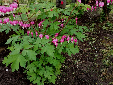 Heart-shaped pink flowers on long stems. A heart of Mary plant in a flower bed.