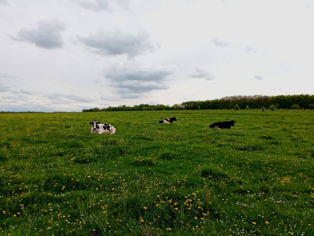 Three cows are lying on a green pasture. A beautiful landscape on a spacious pasture covered with fresh green grass, on which cows rest calmly lying on the ground. The topic of animal husbandry and cow grazing.