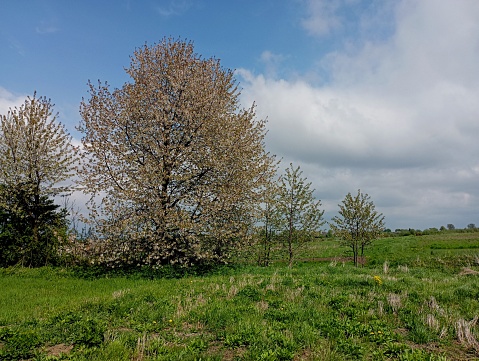 Several cherry trees in the middle of the field blossomed with white flowers in the middle of the grassy green field. Beautiful spring landscape with blooming trees in the middle of the field.