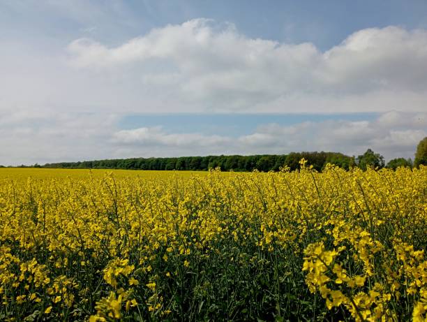 istock On the border between the sky and the yellow blooming rapeseed field, a dense spring green forest spread out. Beautiful landscapes with agricultural crops bordering wild nature. 2149551372