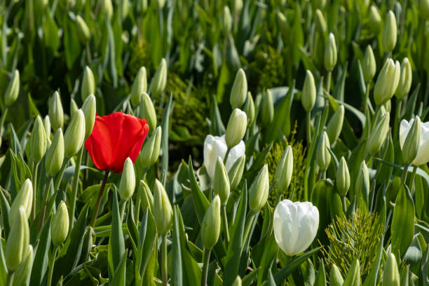 istock Tulips in full bloom springtime in the Skagit Valley 2149551593