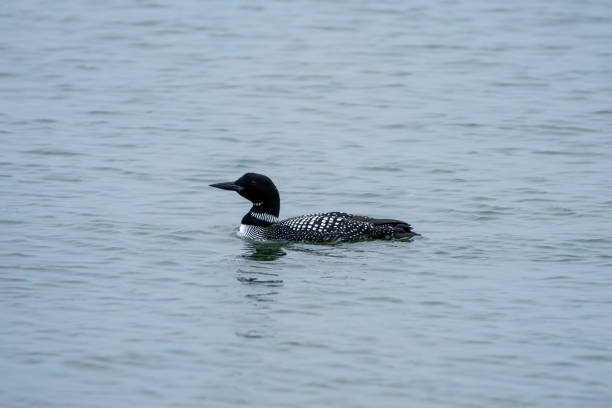 istock Common loon with black and white markings floating in the water 2149551600
