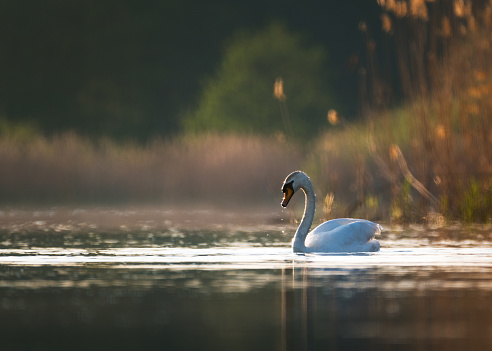 White swan in the foggy lake at the dawn