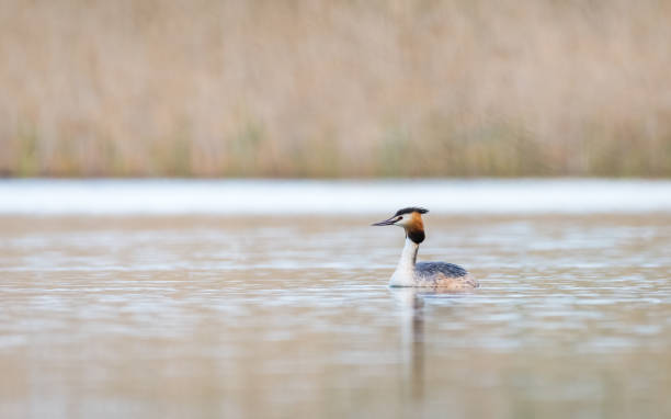istock Great crested grebe bird in the water ( Podiceps cristatus ) 2149552071