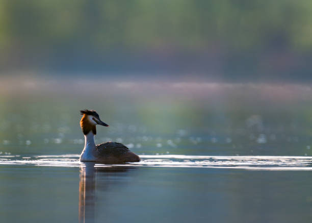 istock Great crested grebe bird in the water ( Podiceps cristatus ) 2149552099