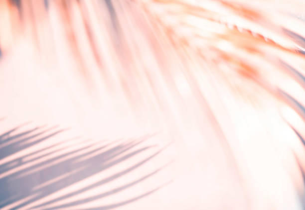 istock Abstract blur of tropical leaves pattern background.luxury palm leaf design with shadow.nature concepts ideas 2149552671