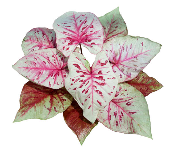 istock Caladium foliage plant in heart shaped bicolor leaves 2149552799