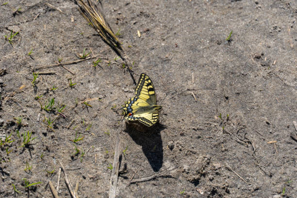 Yellow machaon is a day butterfly old world swallowtail. Papilio machaon from the family of cavaliers papilionidae. Natural pattern of lepidoptera blue and red dots on yellow wing. Entomology.