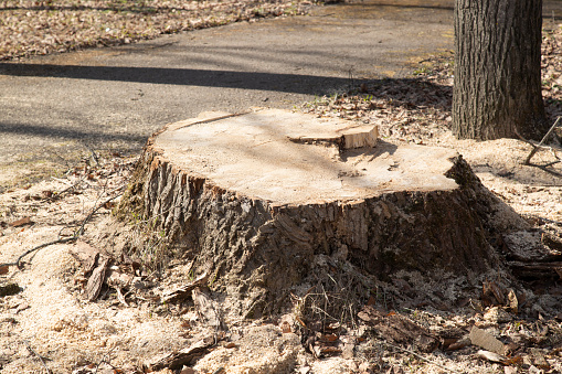 A stump from a sawn tree. An old sawn-down tree in the city.