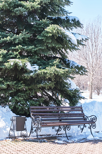 A wooden bench on wrought iron legs with railings near a large fluffy spruce in a winter city park. Iron urn decorated with wrought iron.