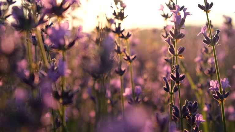 Lavender flowers close-up.