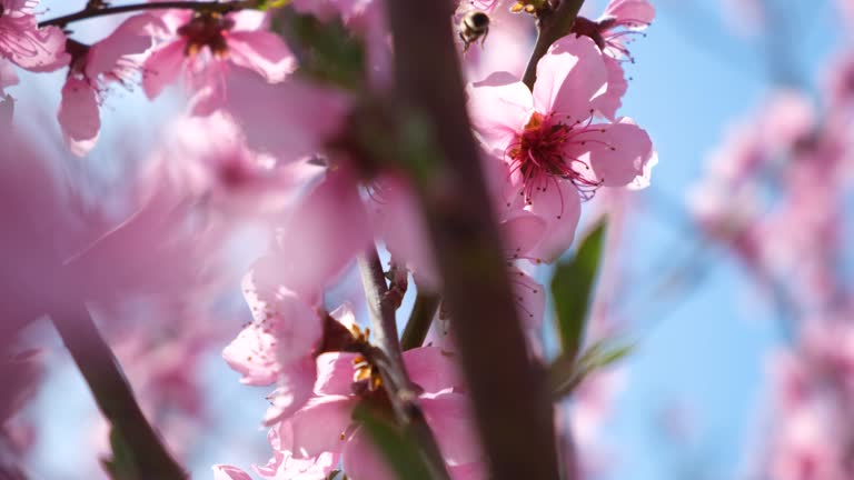 Bee peach blossom close-up