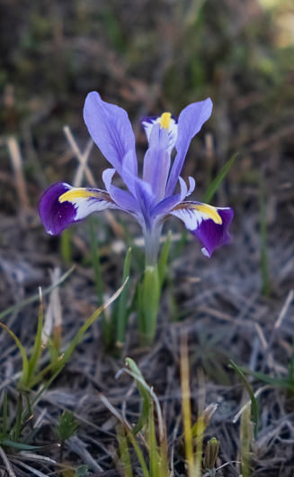 Iridodictyum, Iris Kolpakovsky Iridodictyum Beautiful spring bulbous flower, grows in Central Asia. The petals are rich purple or violet petals and streaked with white or yellow.