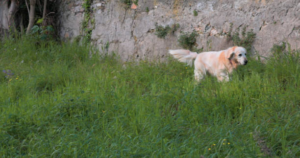 Golden Retriever runs through lush grasses near ancient wall