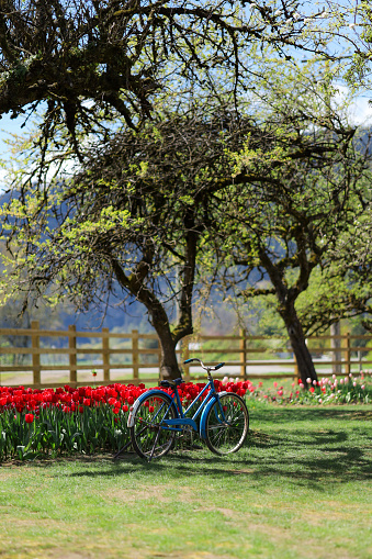 Old bike amongst the tulips