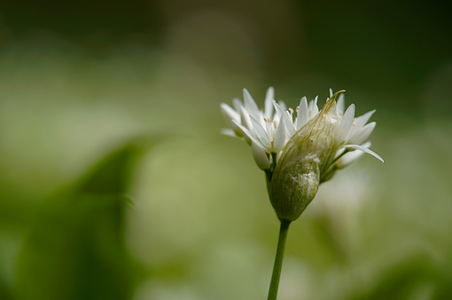 Wild garlic blooming in the forest in spring