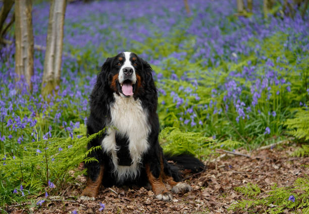 istock Bernese Mountain Dog visiting bluebell woods 2149558384