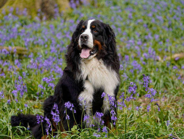 Bernese Mountain Dog sitting in the bluebell woods