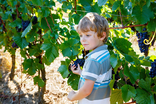 Smiling happy blond kid boy picking ripe blue grapes on grapevine. Child helping with harvest. amous vineyard near Mosel and Rhine in Germany. Making of delicious red wine. German Rheingau region