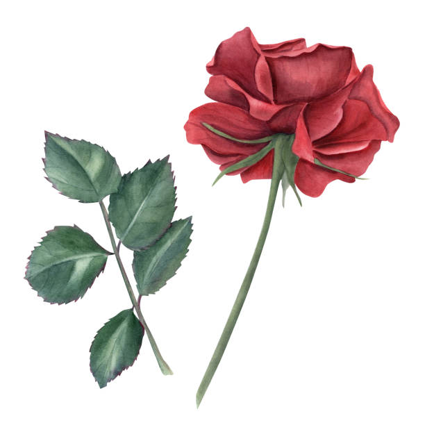 Ruby Flower Drawing 60+ Ruby Rose Stock Illustrations, Royalty-Free Vector Graphics & Clip ...