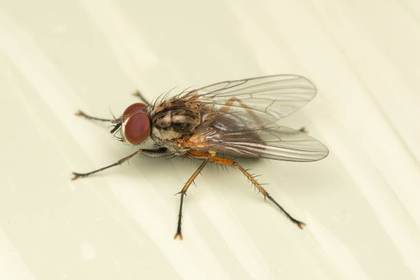istock close up view of a fly 2149561171